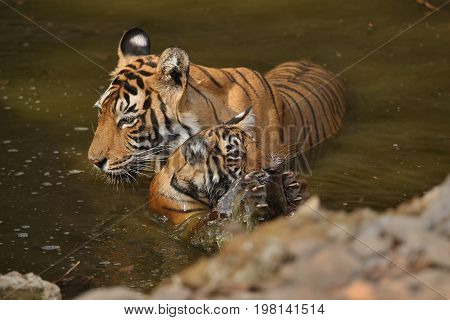 Cute tiger family bathing in the water. Tigers in the nature habitat. Wildlife scene with danger animal. Hot summer in Rajasthan, India. Dry trees with beautiful indian tiger, Panthera tigris