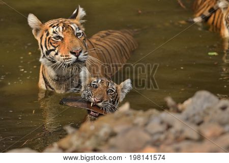 Cute tiger family bathing in the water. Tigers in the nature habitat. Wildlife scene with danger animal. Hot summer in Rajasthan, India. Dry trees with beautiful indian tiger, Panthera tigris