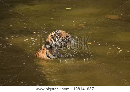Cute tiger family bathing in the water. Tigers in the nature habitat. Wildlife scene with danger animal. Hot summer in Rajasthan, India. Dry trees with beautiful indian tiger, Panthera tigris