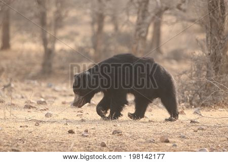 Big beautiful sloth bear male is searching termites/wild animal in the nature habitat/India