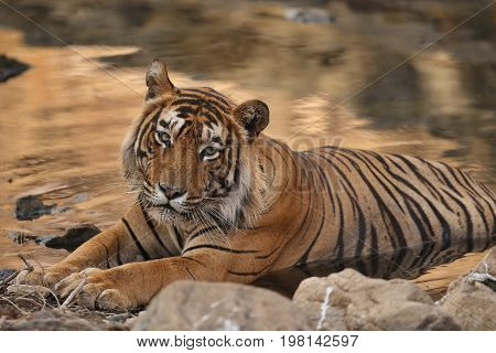 Tiger in the nature habitat. Tiger in a great composition. Wildlife scene with danger animal. Hot summer in Rajasthan, India. Dry trees with beautiful indian tiger, Panthera tigris