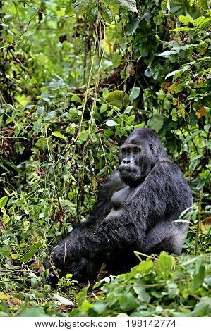 Endangered eastern gorilla in the beauty of african jungle, silverback and family, Gorilla beringei, Democratic Republic of Congo, rare african wildlife
