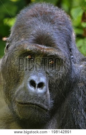 Endangered eastern gorilla in the beauty of african jungle, silverback and family, Gorilla beringei, Democratic Republic of Congo, rare african wildlife