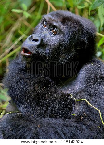 Endangered eastern gorilla in the beauty of african jungle, silverback and family, Gorilla beringei, Democratic Republic of Congo, rare african wildlife