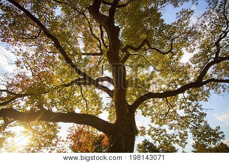 Fall Season With Beautiful Maple Color At Nara Park, Japan