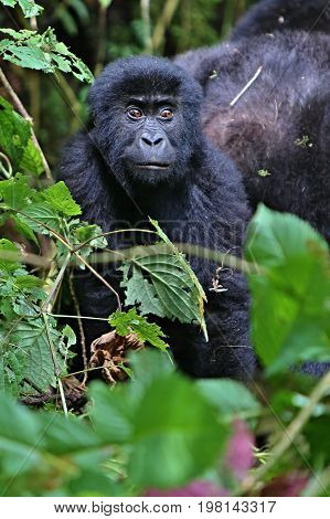 Endangered eastern gorilla in the beauty of african jungle, silverback and family, Gorilla beringei, Democratic Republic of Congo, rare african wildlife