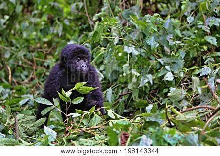 Endangered eastern gorilla in the beauty of african jungle, silverback and family, Gorilla beringei, Democratic Republic of Congo, rare african wildlife