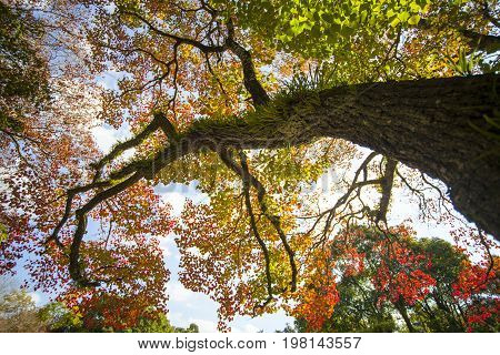 Fall Season With Beautiful Maple Color At Nara Park, Japan