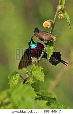 Beautiful tiny and colorful bird in the nature habitat, wild africa, african wilderness, beauty for birdwatchers, sunbird, hummingbird