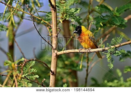 Beautiful tiny and colorful bird in the nature habitat, wild africa, african wilderness, beauty for birdwatchers