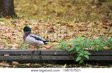 Duck by the lake after getting out of water in park