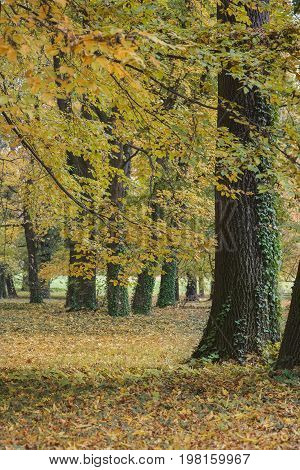 The trees with ivy in the park in the fall and faliage