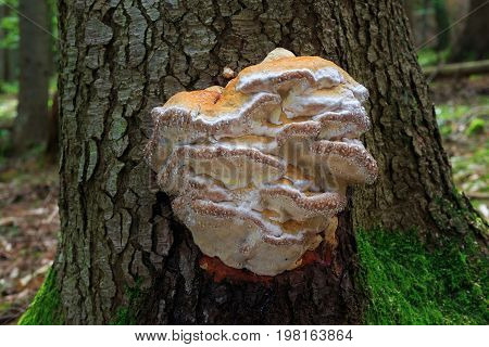 Fomitopsis Pinicola. Inedible Mushrooms.