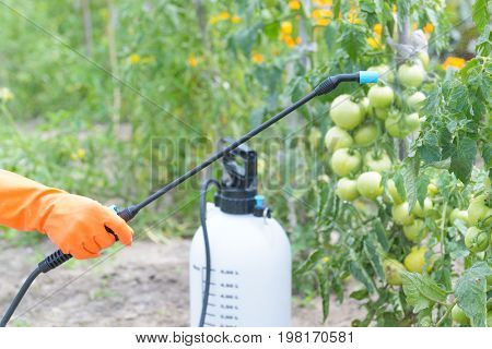 Spaying vegetables with water or plant protection products such as pesticides against diseases and pests