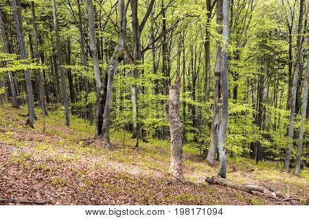 Trees in greenwood - leafy trees. Greenwood