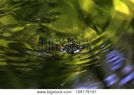 A red-eared slider turtle in a garden pond in a Japanese garden.