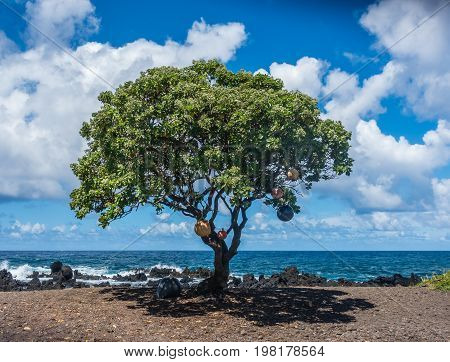 Buoys hang from a tree at Keanae Point on Maui Hawaii.