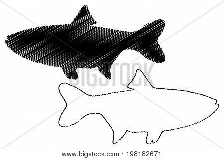 silver carp silhouette vector , (Hypophthalmichthys molitrix)