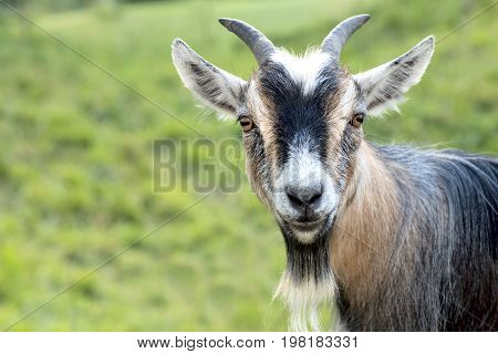 African dwarf goat looking into the camera.
