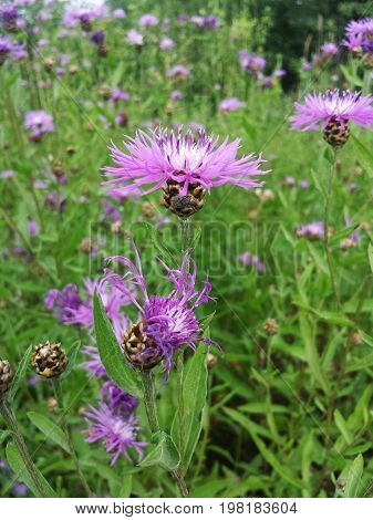 Flower Centaurea carpatica in a field on a Sunny summer day