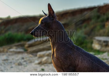 Close up portrait One Mexican hairless dog (xoloitzcuintle Xolo) sits on a sandy beach on a sunset background.
