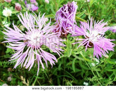 Flower Centaurea carpatica in a field on a Sunny summer day