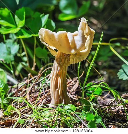 Inedible mushroom Lopatnik curly curly Helvella ( lat. Helvella crispa ). Berdsk Novosibirsk oblast Siberia Russia August
