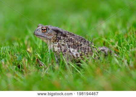 Mating Frog Sitting  In The Dewy Grass