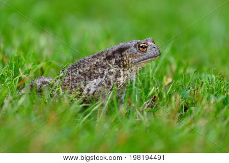 Sleepy mating frog sitting in the dewy grass