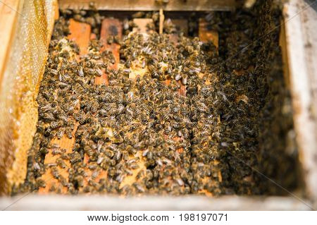 Many bees in an open hive in the hive half of the frames with honeycombs and honey are removed