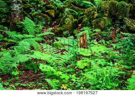 Road going through beautiful forest with mossy trunks and roots of giant spuces and pines and lush fern folliage in front
