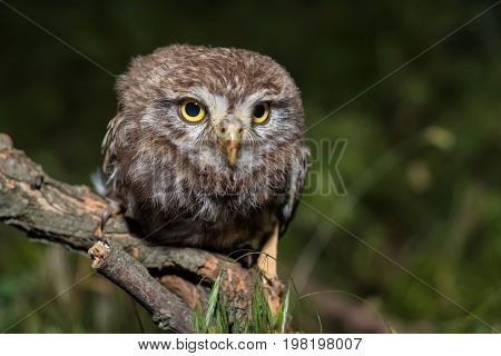 Little owl or Athene noctua perched on branch against a dark forest background