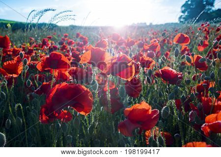 Beautiful poppies back lit by the setting sun in a Dorset field near Blandford Forum