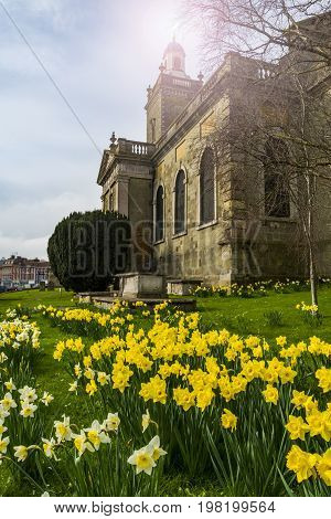 St Peter's and St Paul's church in Blandford Foum with a host of golden daffodils in the church yard