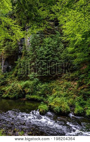 Creek in the forest , Bohemian Switzerland National Park, Czech Republic