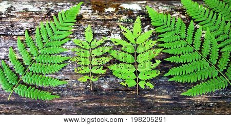 Green fern leaf on wooden old background