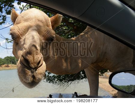 Close up of a camel's head peeking into the driver's window of a vehicle at a drive-thru zoo.