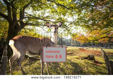 Fall Season With Beautiful Maple Color At Nara Park, Japan