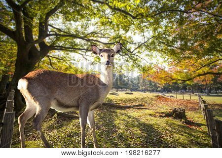 Fall Season With Beautiful Maple Color At Nara Park, Japan