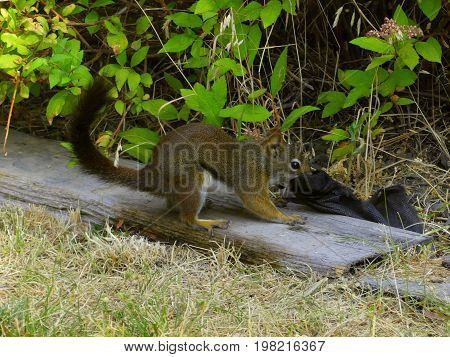 Blacktail Squirrel tugging on landscape fabric to prepare its winter nest.