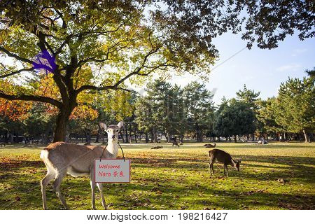 Fall Season With Beautiful Maple Color At Nara Park, Japan