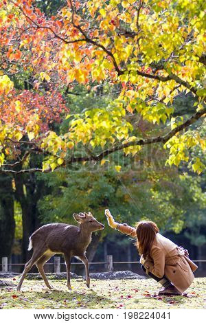 Fall Season With Beautiful Maple Color At Nara Park, Japan