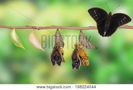 Life Clycle Of Common Duffer Butterfly ( Discophota Sondaica Boisduval ) On White