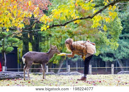 Fall Season With Beautiful Maple Color At Nara Park, Japan
