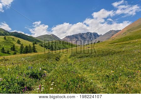 A beautiful summer landscape with a road through a meadow with wildflowers high in the mountains against the backdrop of mountains hills firs and a blue sky with clouds