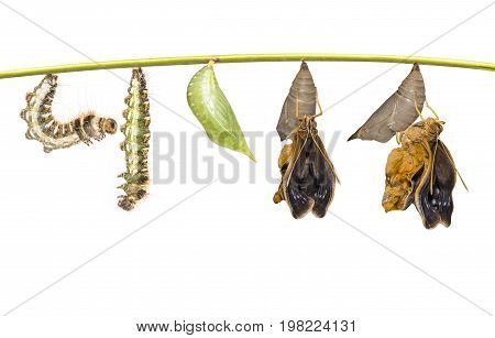 Life Clycle Of Common Duffer Butterfly ( Discophota Sondaica Boisduval ) On White