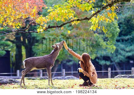 Fall Season With Beautiful Maple Color At Nara Park, Japan