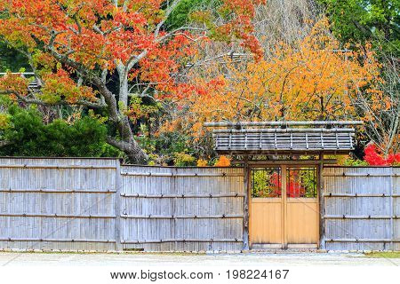 Fall Season With Beautiful Maple Color At Nara Park, Japan