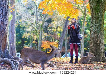 Fall Season With Beautiful Maple Color At Nara Park, Japan