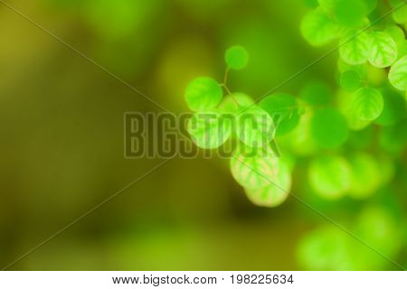 Leaves a pretty smallTree leaves spotted the small round Select focus blur